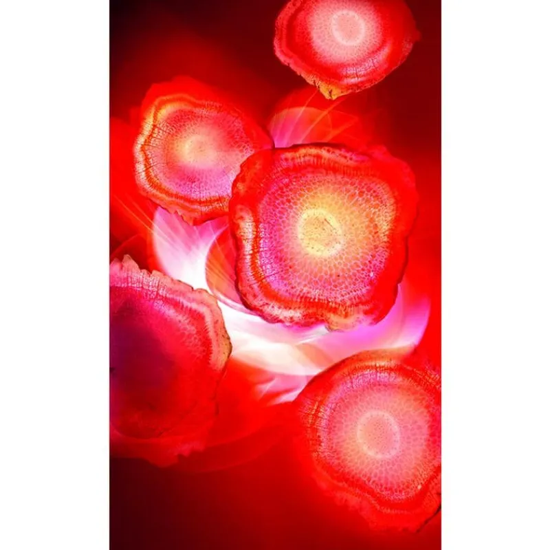 L'Oréal Paris Revitalift Red Cream Anti-Rimpel Dagcrème Met Ginseng 50 ML