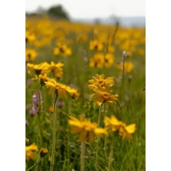 Weleda Arnica Sport Massageolie
