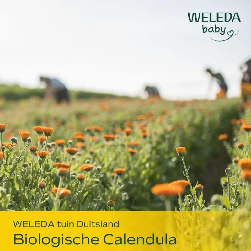 Weleda Baby Calendula Bodycrème