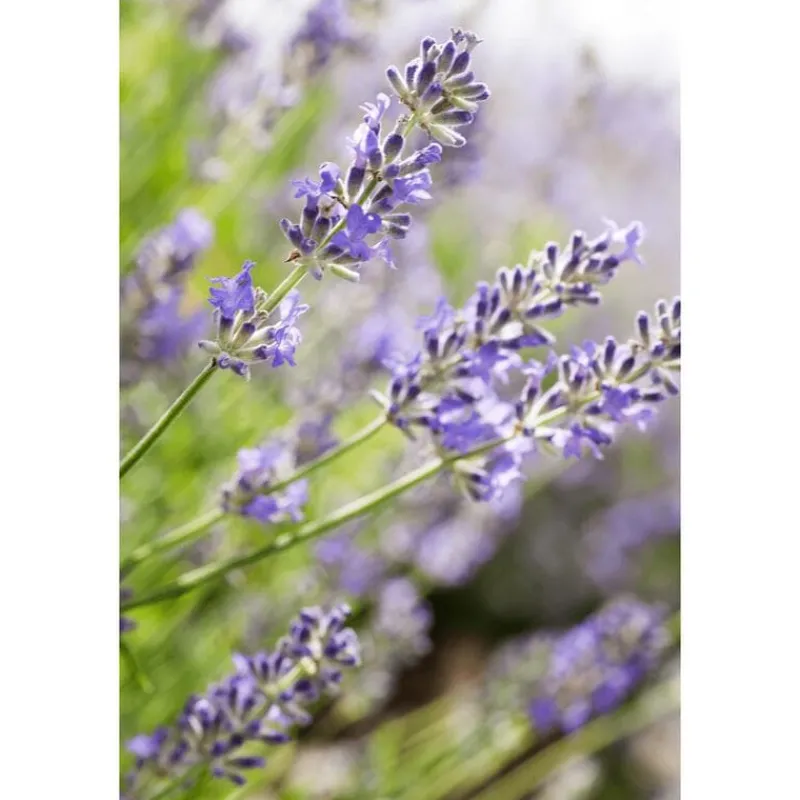Weleda Lavendel Ontspannende Body Olie 100 ML