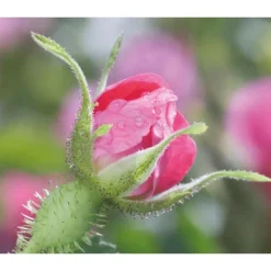 Weleda Wilde Rozen & Witte Thee Vitaliserende Nachtcrème 40 ML