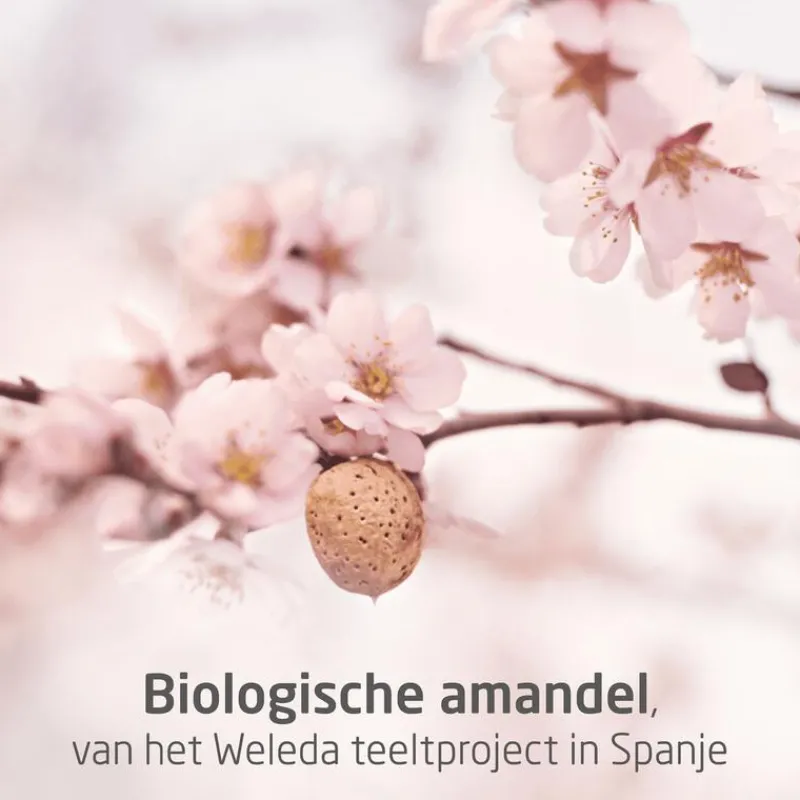 Weleda Zwangerschapsolie